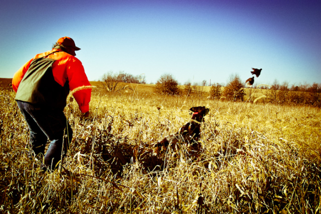Quail, Chukar & Pheasant Hunting Guided Hunts
