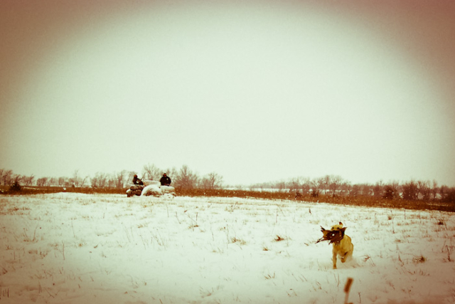 Quail, Chukar & Pheasant Hunting Guided Hunts