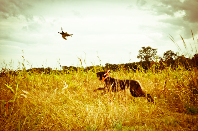 Quail, Chukar & Pheasant Hunting Guided Hunts